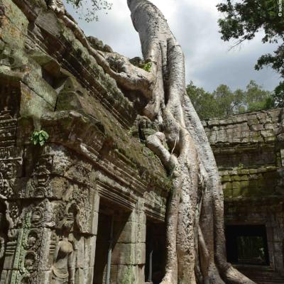 Camboja: Ta Prohm Angkor