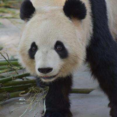 China:  Panda no zoológico de Pequim