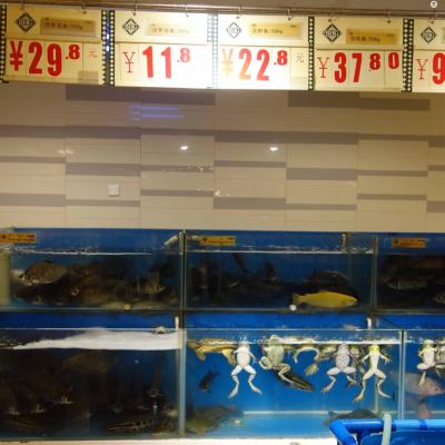 China: Que tal um sapinho fresco para o jantar?