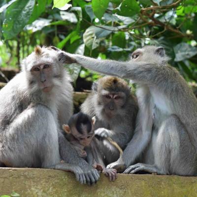  Indonésia: Sacred Monkey Forest Sanctuary em Ubud