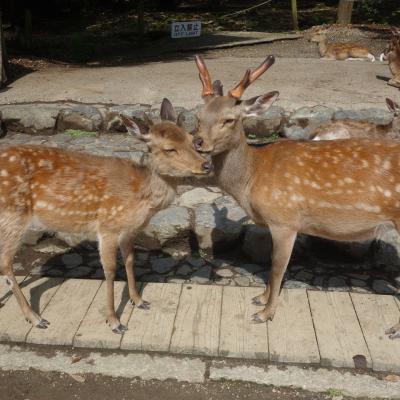 Japão: Nara Park