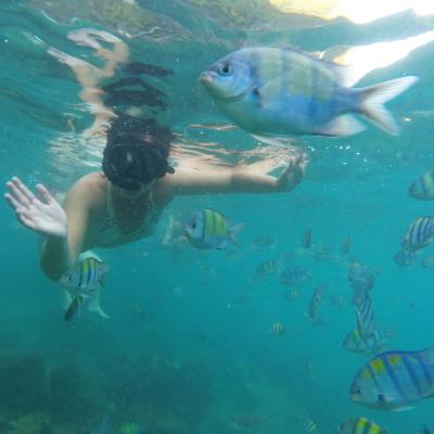Tailândia: Dá licença peixinhos, em Koh Phi Phi