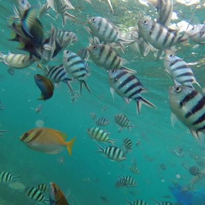 Tailândia: Snorkeling em Koh Tao