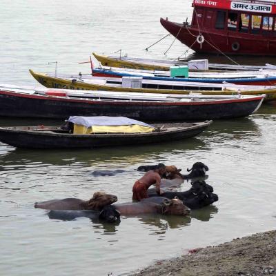  Índia: Búfalos no banho em Varanasi
