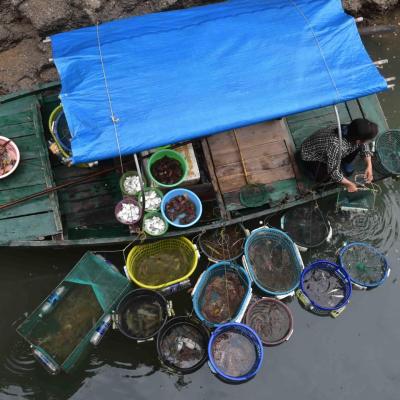 Vietnã: Mercado de peixe em Halong Bay