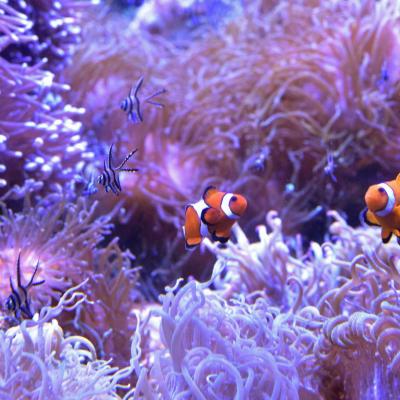 Austrália: Aquário em Sydney