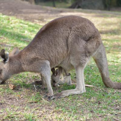 Austrália: Canguru e seu filhote em Gold Coast