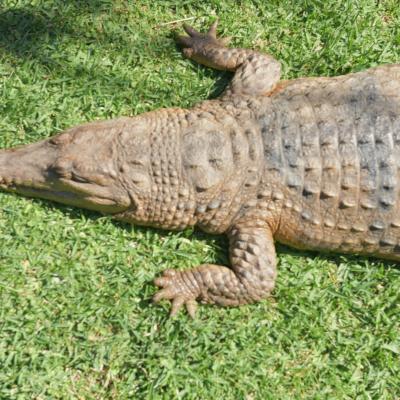 Austrália: Crocodilo