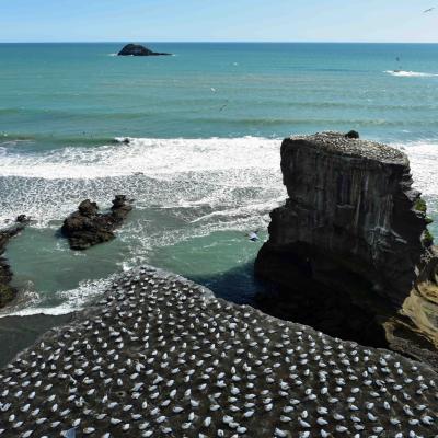 Nova Zelandia Colonia De Gannets Em Mairiwu
