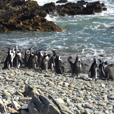 África do Sul - Pinguins em Boulders Beach, Simons Town