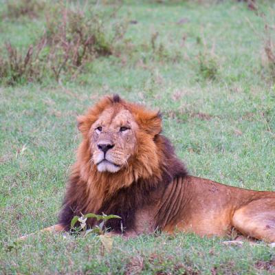 Quênia - Leão no Crescent Island Game Sanctuary