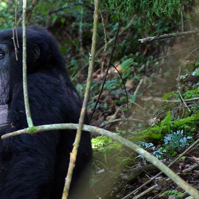 Uganda - Tracking com Gorilas