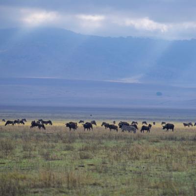 Tanzânia - Cratera de Ngorongoro