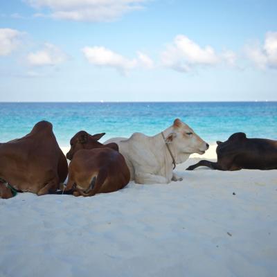 Zanzibar - Nungwi Beach