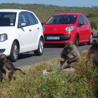 África do Sul: Babuínos no parque do Cabo da Boa Esperança