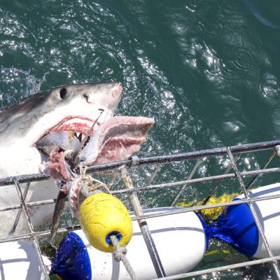 África do Sul: Mergulho com tubarões em Gangsbaai
