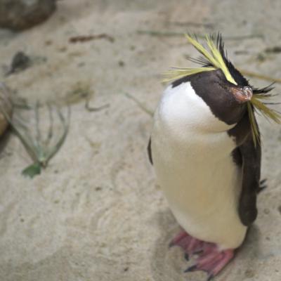 África do Sul: Simpático pinguim no aquário da Cidade do Cabo