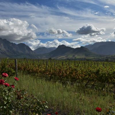 África do Sul: Vinícola em Franschhoek