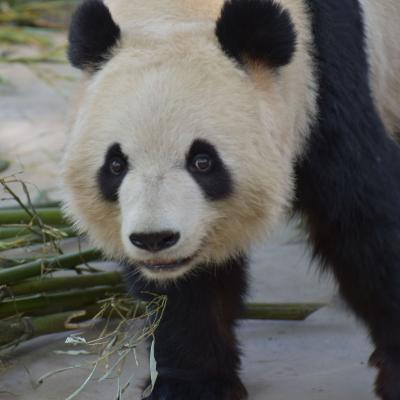 China -  Panda no zoológico de Pequim