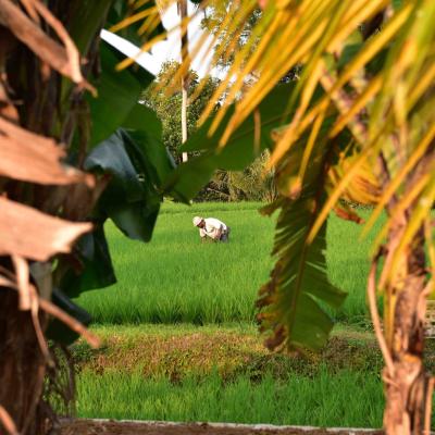 Indonésia - Plantação de arroz em Ubud