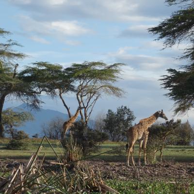 Quênia: Girafas no Crescent Island Game Sanctuary