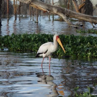 Quênia: Lago Naivasha