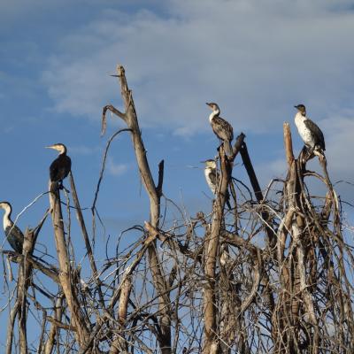 Quênia: Lago Naivasha