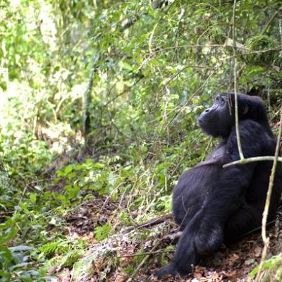 Uganda: Gorila fêmea grávida