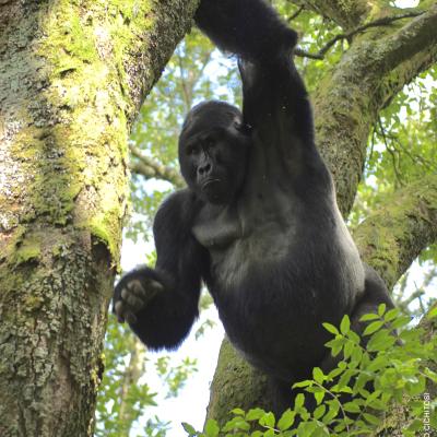 Uganda: Gorila Silverback