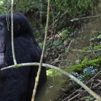 Uganda: Tracking com Gorilas