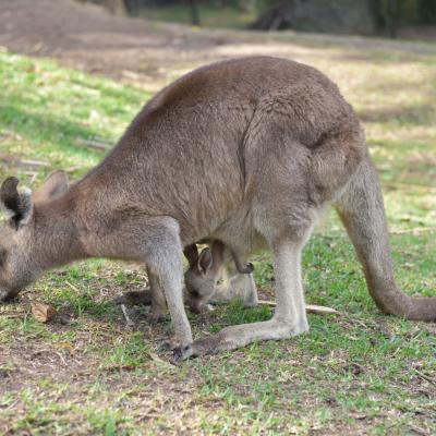 Austrália - Canguru e seu filhote em Gold Coast