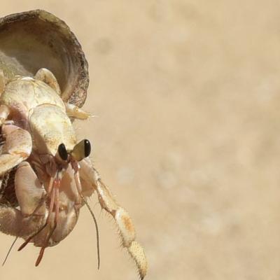 Fiji - Caranguejo-eremita