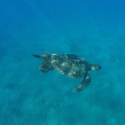 Havaí - Tartaruga em Molokini