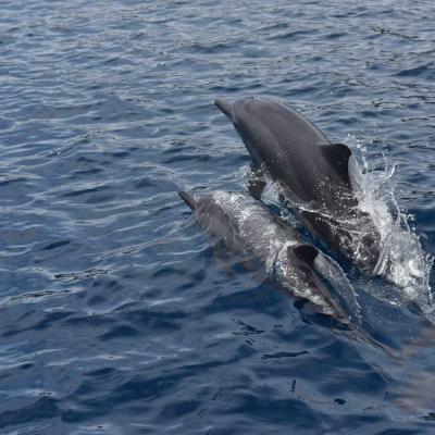Ilhas Salomão - Golfinhos em Savo
