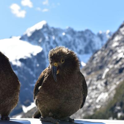 Nova Zelânida - Kea em Milford Sound
