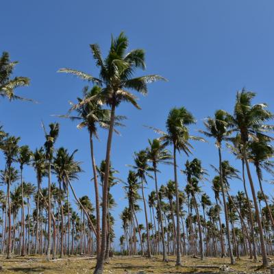 Vanuatu - Banana Bay