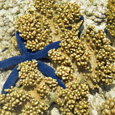 Vanuatu - Erakor Island, estrela do mar