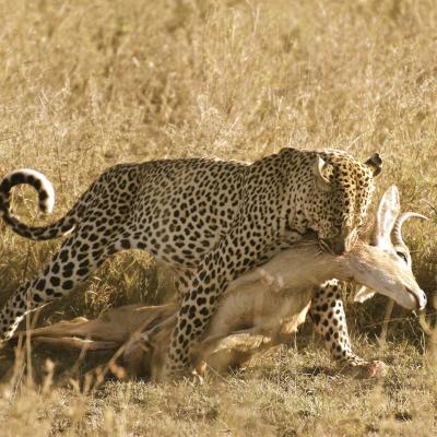 Tanzânia: A hora do bote no Parque Nacional do Serengeti