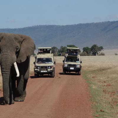 Tanzânia: Elefante na pista, cratera de Ngorongoro