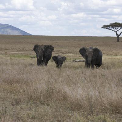 Tanzânia: Família de elefantes no Parque Nacional do Serengeti