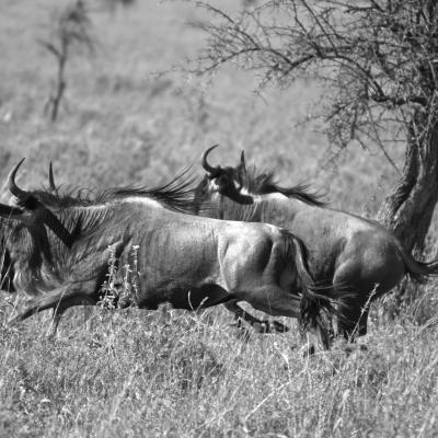 Tanzânia: Parque Nacional do Serengeti
