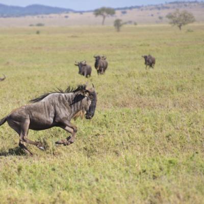 Tanzânia: Wildbeast na cratera de Ngorongoro